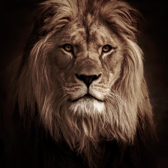 newlionco